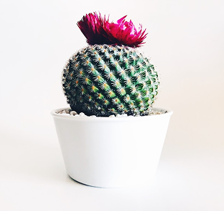 Handcrafted Wooden Bowl